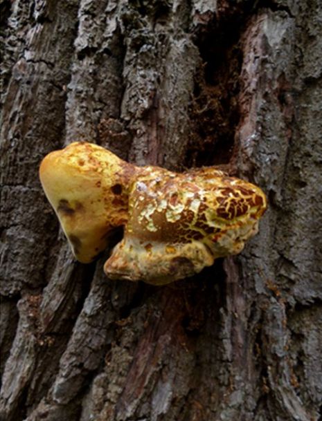 Large bracket on dead standing oak bruised black (to left) in Bear’s Rails, Surrey
